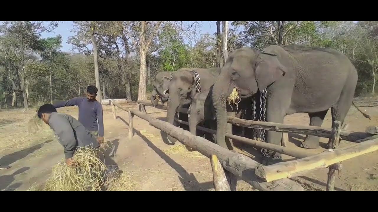 Phansoli Elephant Camp - Kali Tiger Reserve 2025 #elephantcampdandeli #dandeli