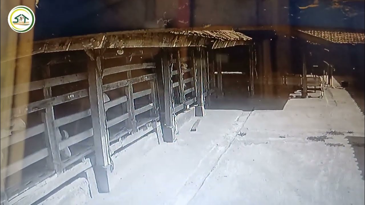 KUALITAS KAYU KANDANG YANG ASAL ASALAN