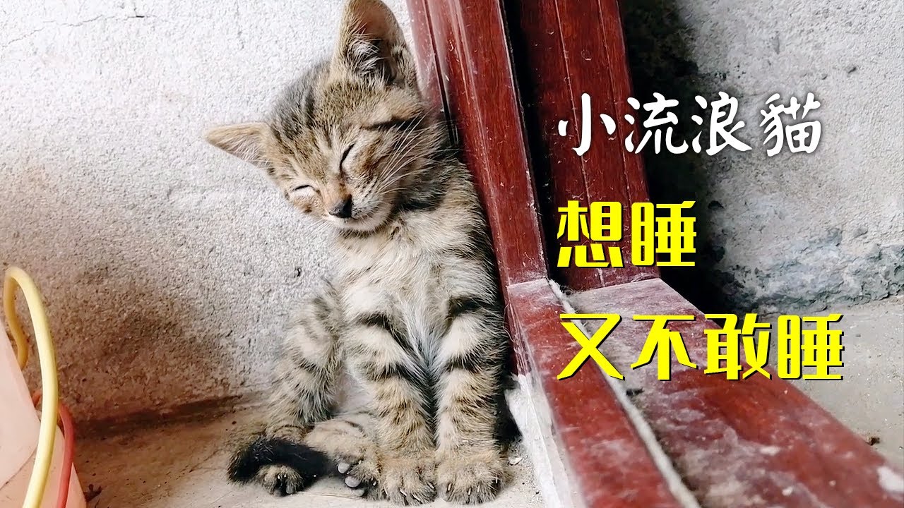 撿回來的小貓太困了，坐著就睡著了！萌翻了！