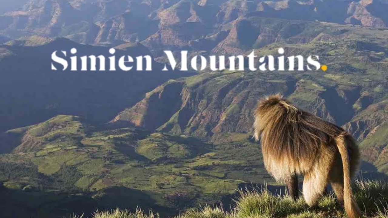 The Simien Mountains | Ethiopian Wolf | Gelada Monkey | Bearded Vulture