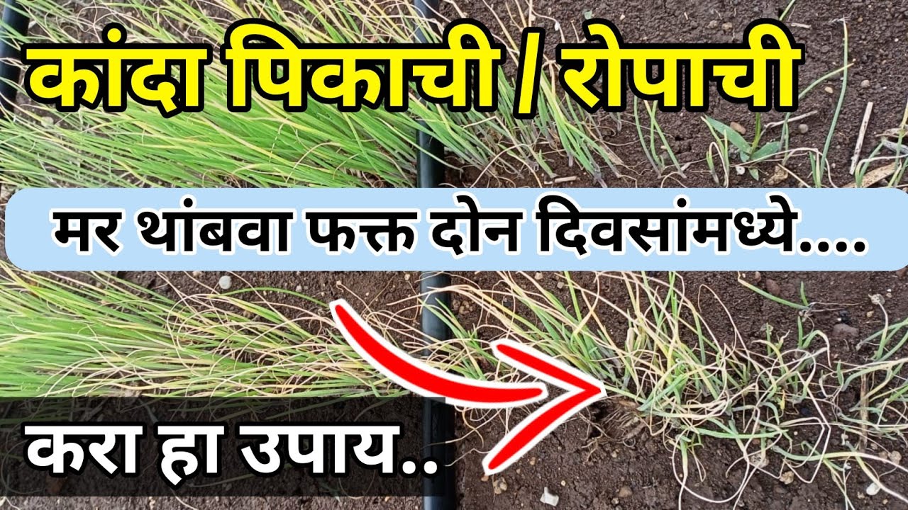 कांदा पिकाची रोपांची मर थांबवा फक्त दोन दिवसांमध्ये / kanda ropachi mar / कांदा पिकाची मर