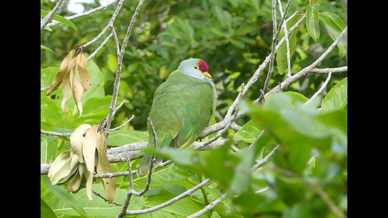 Birding the Pitcairn Islands, South Pacific 2024