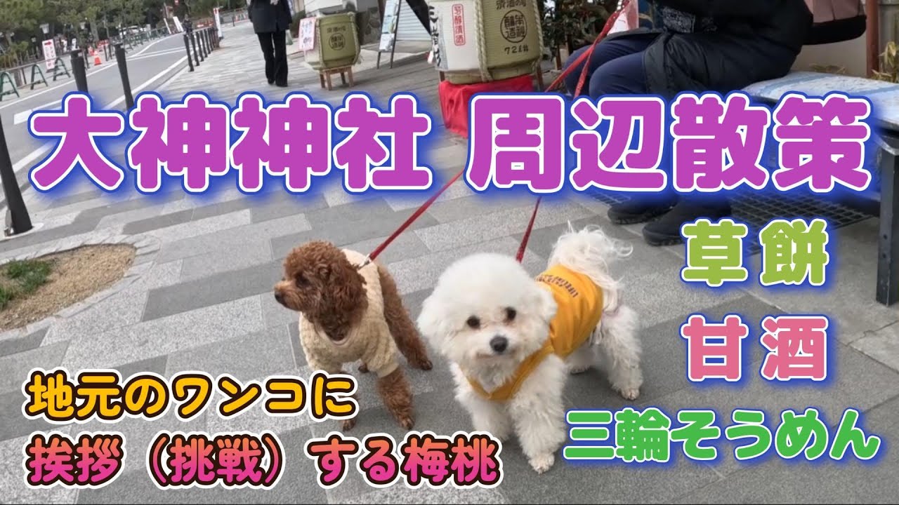 踏切、グレーチングが渡れない！トイプーの梅を連れて奈良県桜井市の大神神社、三輪駅周辺の街を散策！美味しいものを食べて、可愛いワンちゃんと出会いました！