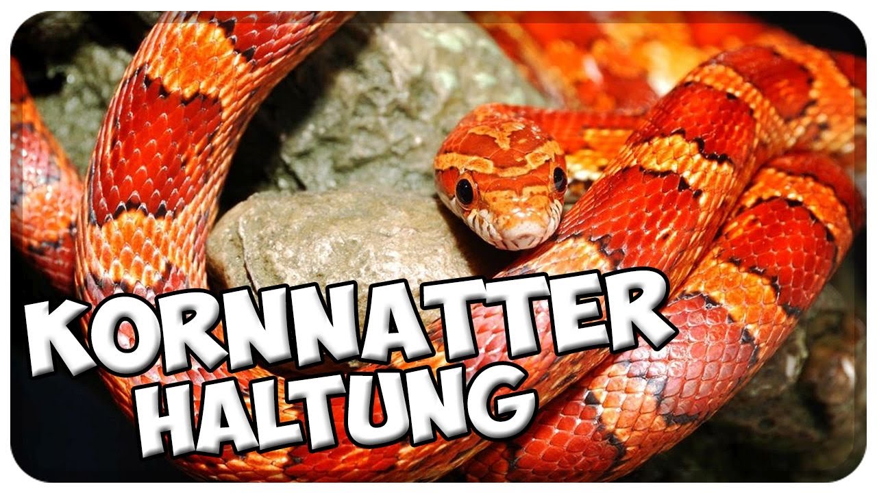 Kornnatter Haltung! Kornnattern richtig halten! Tipps!! pantherophis guttatus / corn snake