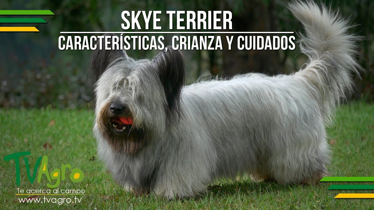 Skye Terrier: Características, Crianza y Cuidados - TvAgro por Juan Gonzalo Angel