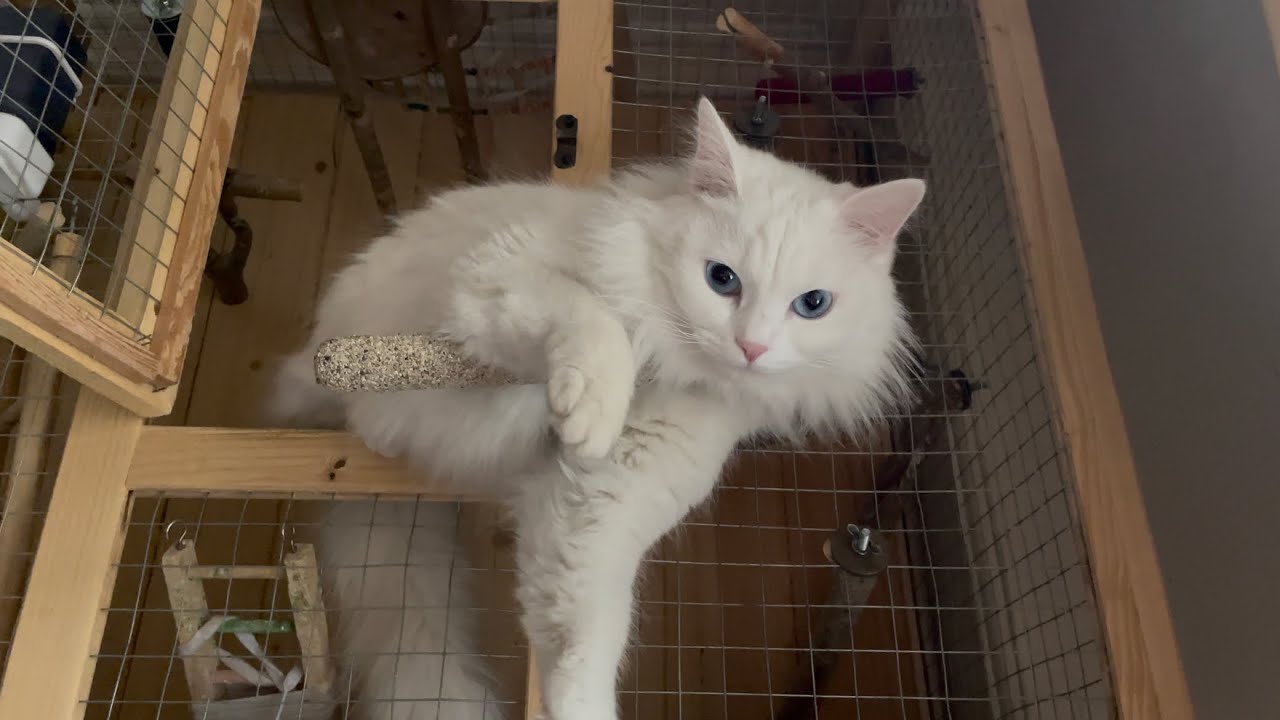 Deaf Cat Finally Found the Perfect Spot