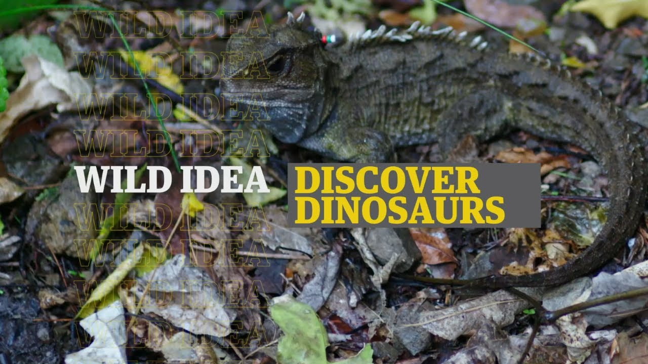 Wild Idea: Discover Dinosaurs