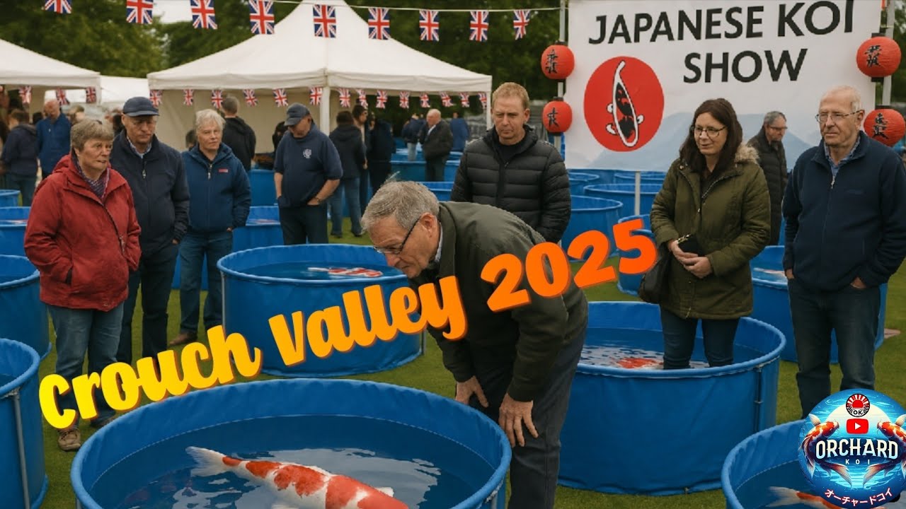UK Koi Show takes over a garden center - Crouch Valley Koi Show 2025