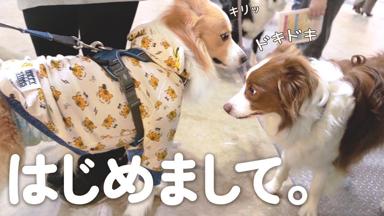 男の子のYouTuber犬と初対面した反応が可愛すぎてヤバかった…！！沢山の視聴者さんと交流できた１日【インターペット2022】