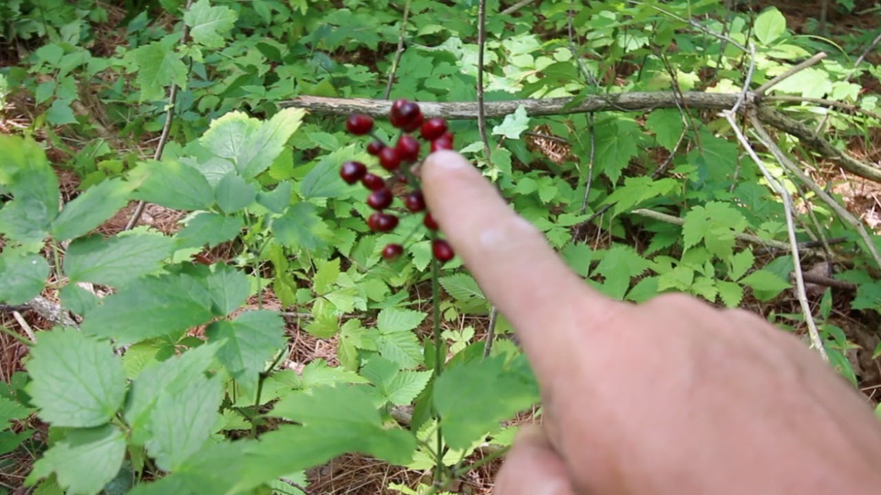 Growing Ginseng on the Modern Homestead