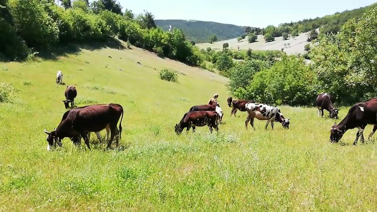 Karanar köyü vezirköprü Samsun  