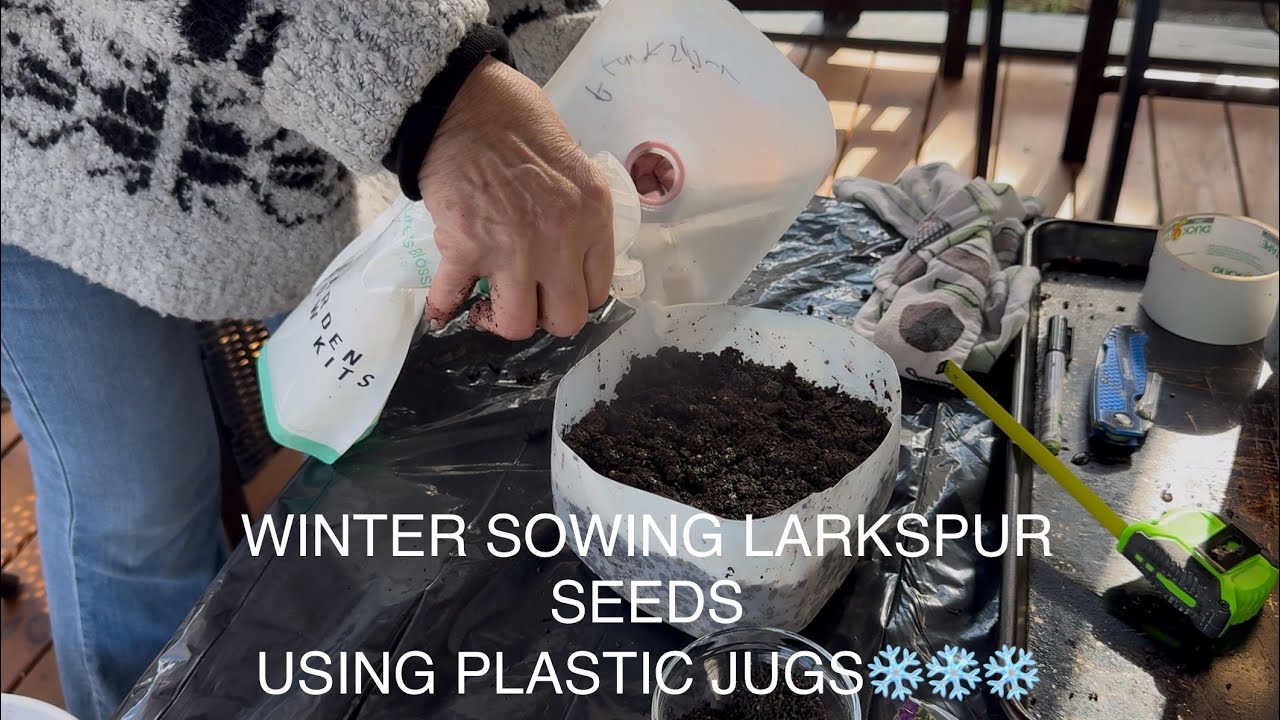WINTER SOWING LARKSPUR SEEDS IN JUGS🌱🌱🌱.