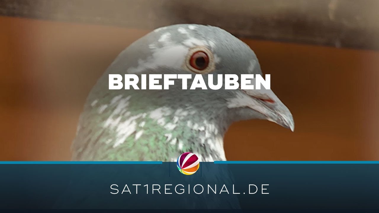 Kieler zählt zu den erfolgreichsten Brieftaubenzüchtern im Norden