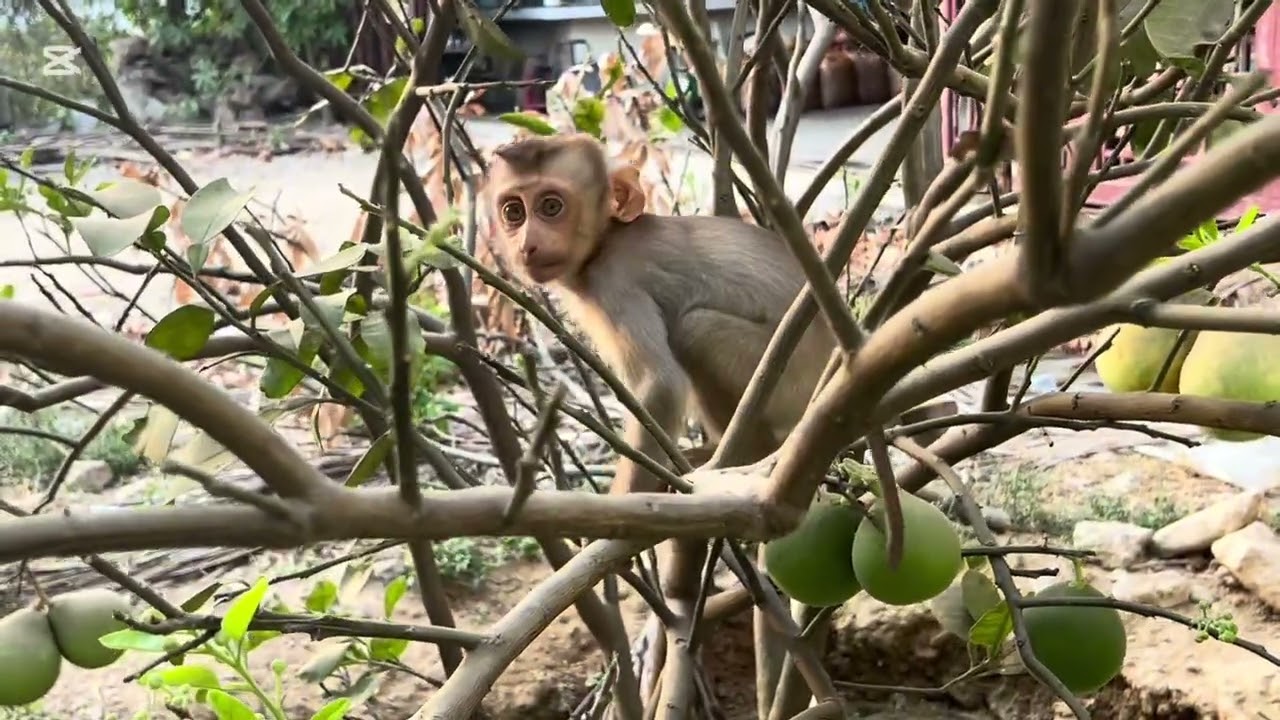 Mary takes orange from orange tree #monkey #mary #animals
