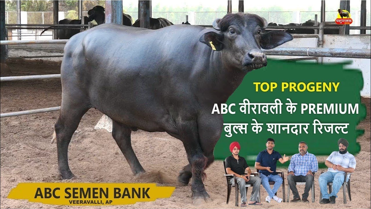ABC VEERAVALLI के PREMIUM BULLS के शानदार रिजल्ट || TOP PROGENY ABC SEMEN BANK VEERAVALLI FARM