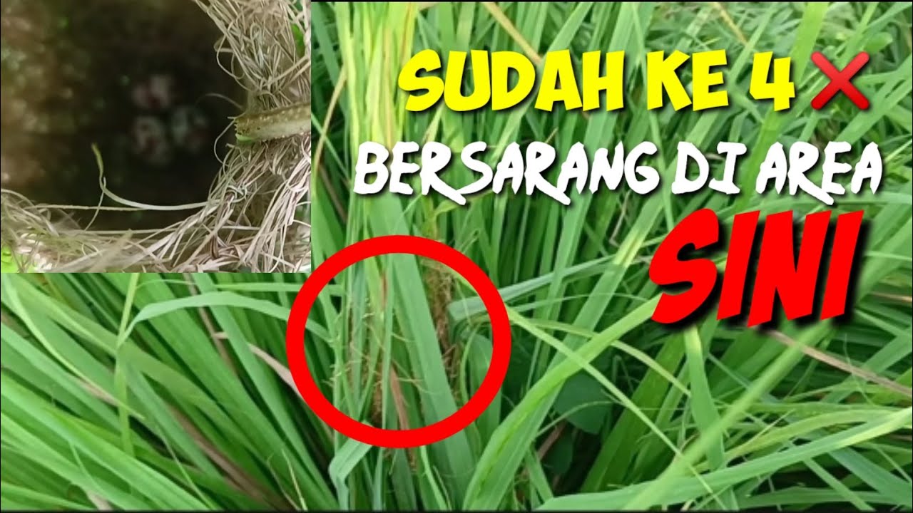 SARANG BURUNG CIBLEK SAWAH,BERSARANG LAGI DI TANAMAN SERAI