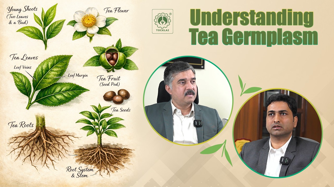 Future-Proofing Tea Plantations: The Power of Germplasm