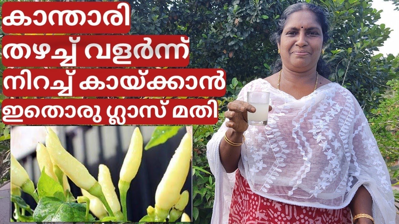 കാന്താരി തഴച്ച് വളർന്ന് കായ്ക്കാൻ | How to grow kanthari mulak on terrace in container or pot