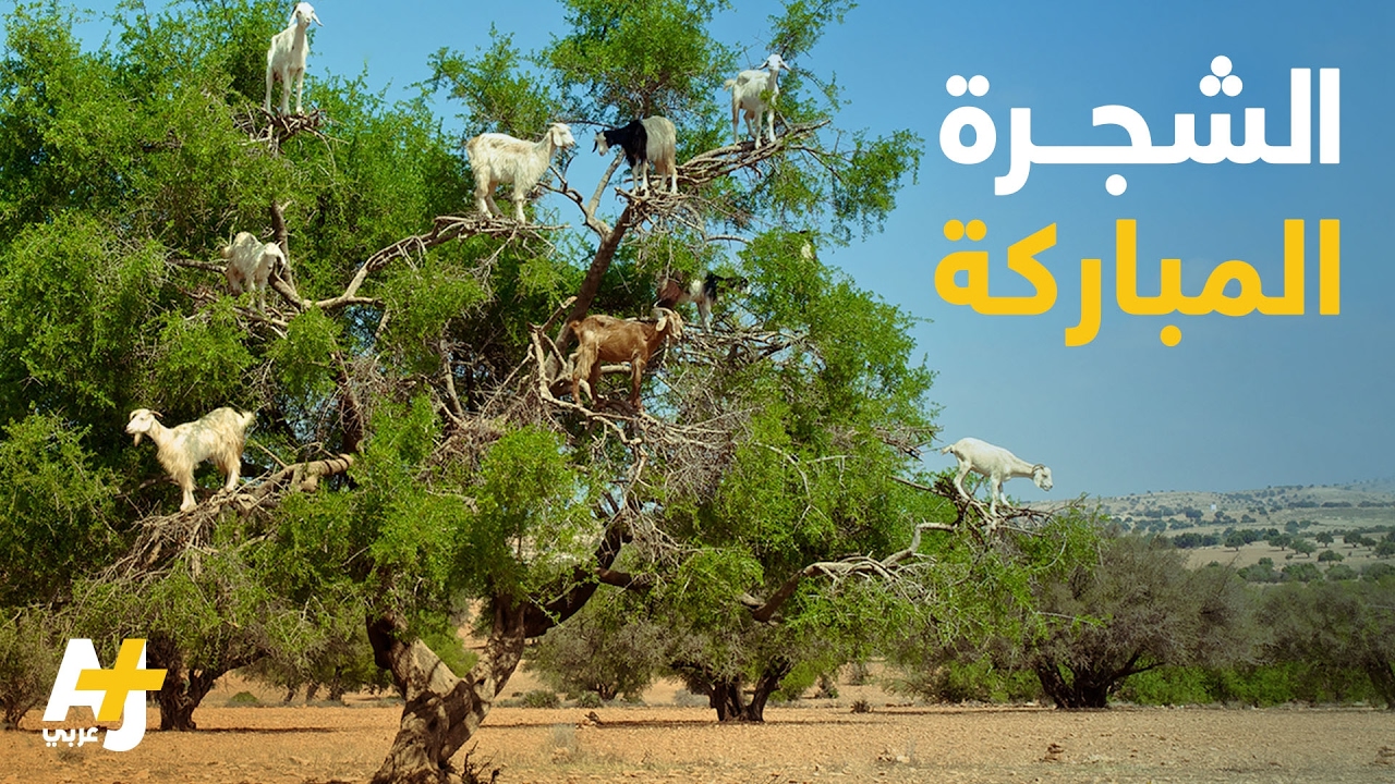 شجرة الأركان مهددة بالانقراض في المغرب