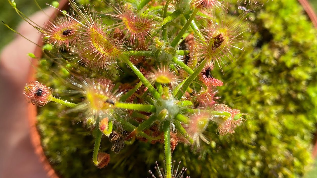 #7 video pressapochistico su come si prelevano le gemme di una #drosera #scorpioides
