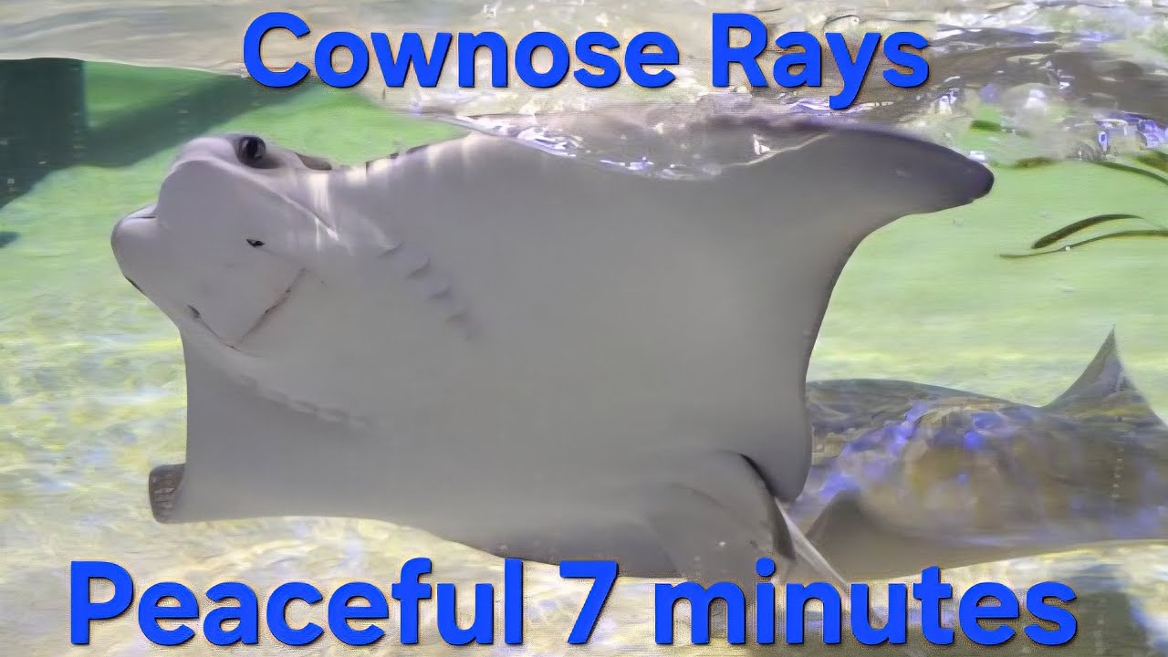 7 seven minutes of peaceful cownose rays at the Greensboro Science Center 