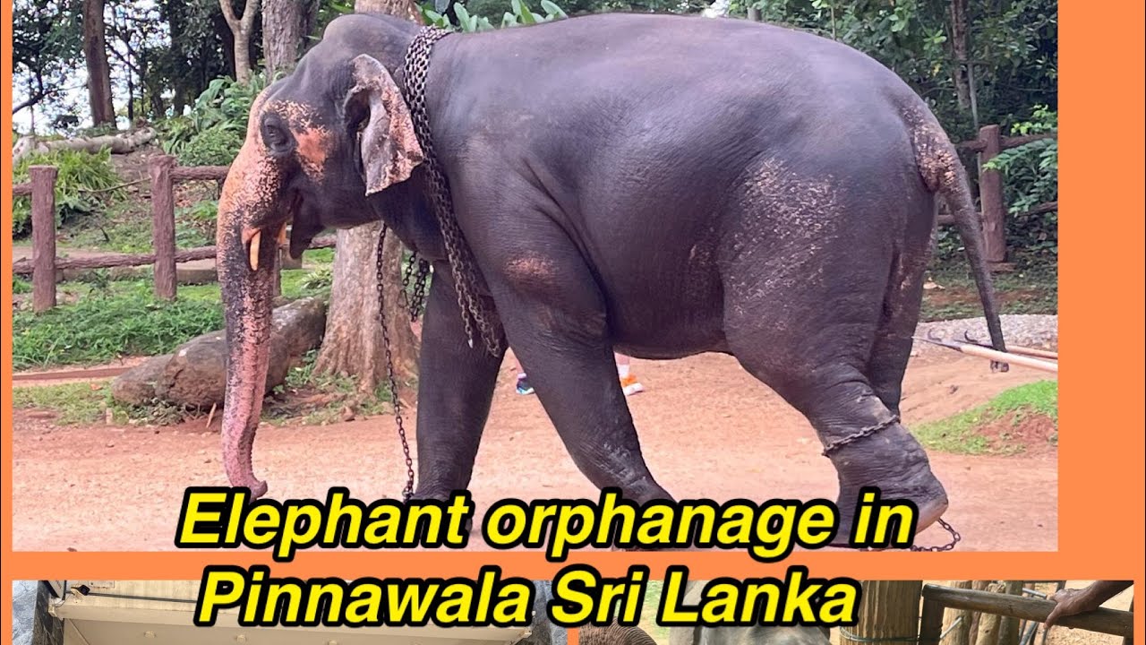 Elephant orphanage in Pinnawala Sri Lanka 