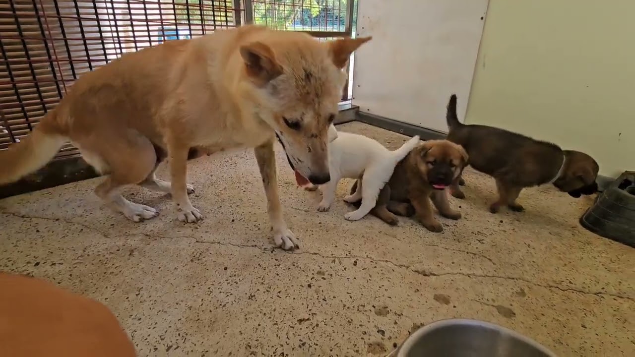 25.6.29일생 밥도 맛보고 화장실도 다닐수있는 귀요미로 성장했어요