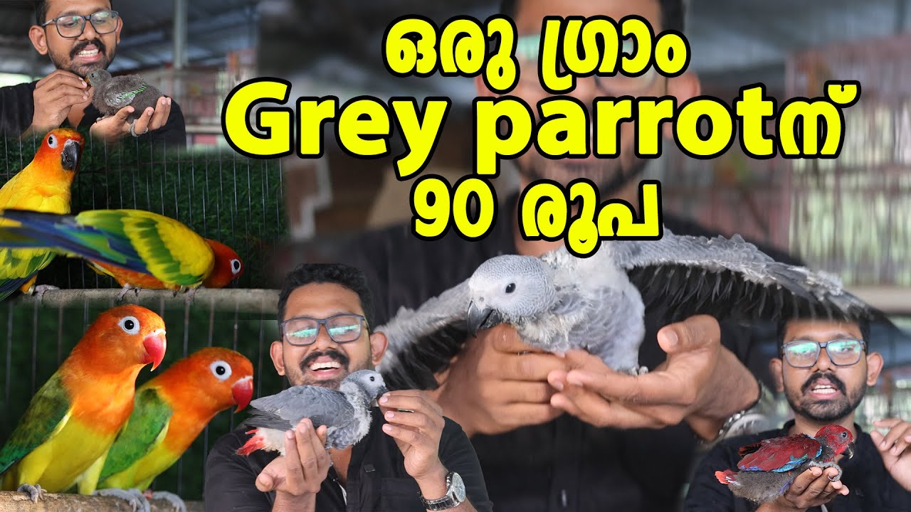 Grey parrot കുഞ്ഞിനെ weight നോക്കി വാങ്ങാം