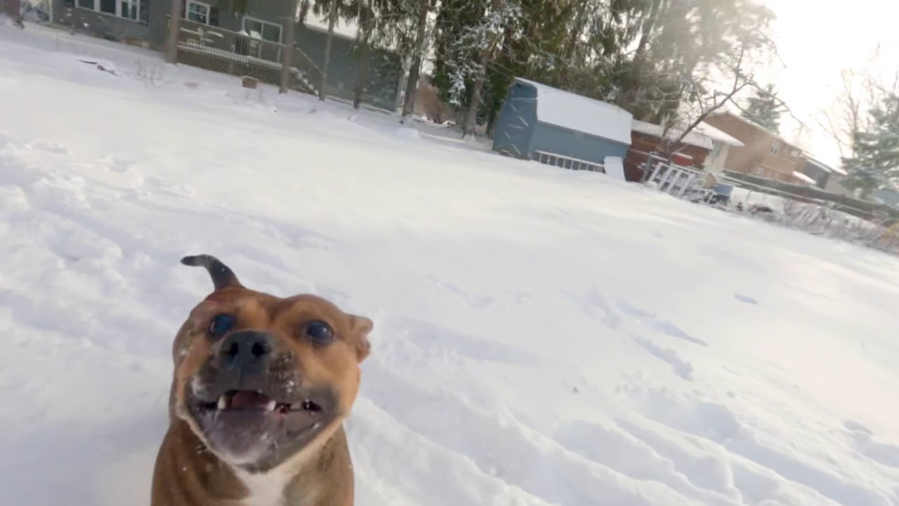 Staffordshire Bull Terrier Playing In The Snow