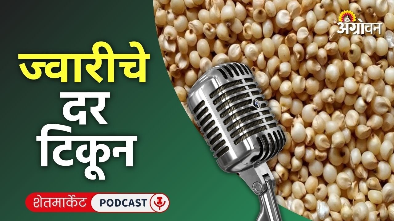 Cotton, Soyabean Rate : सोयाबीन, कापूस, काकडी, कारले आणि ज्वारीचे दर | Agrowon