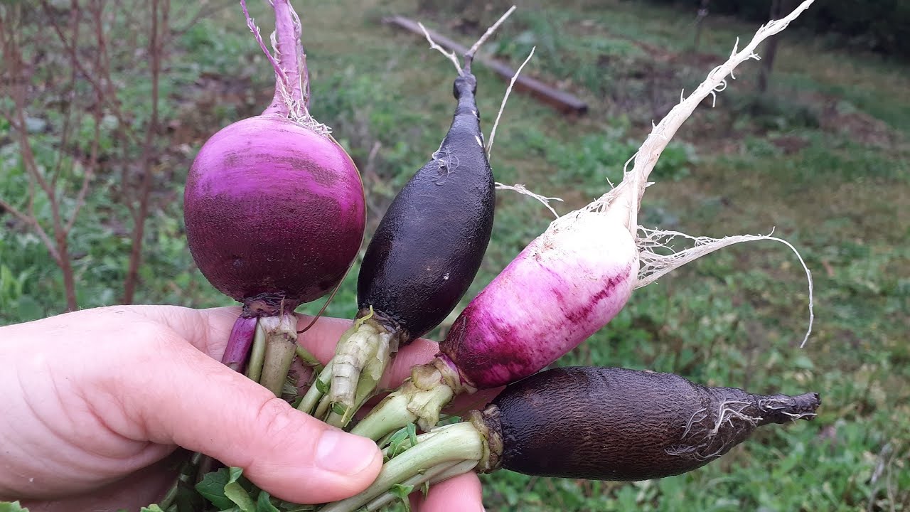 Radis d'hiver dans le thuya : &ccedil;a marche !