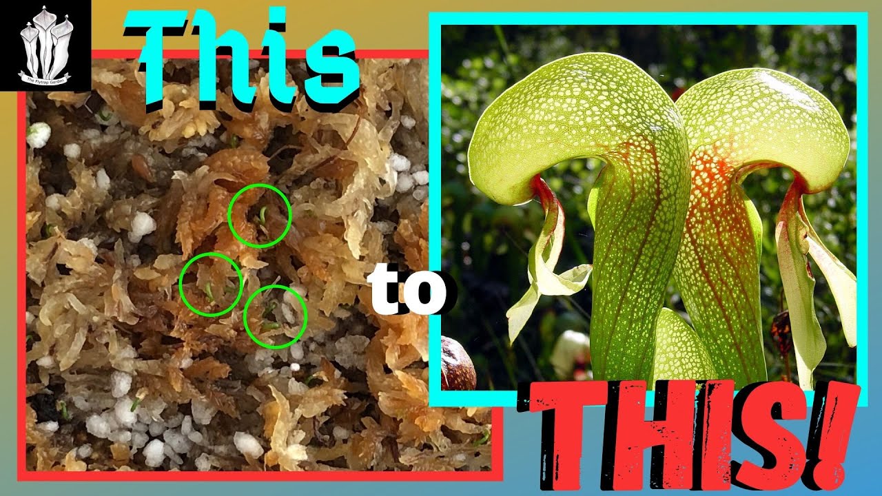 Our Seedling Cobra Lillies, Darlingtonia Californica.