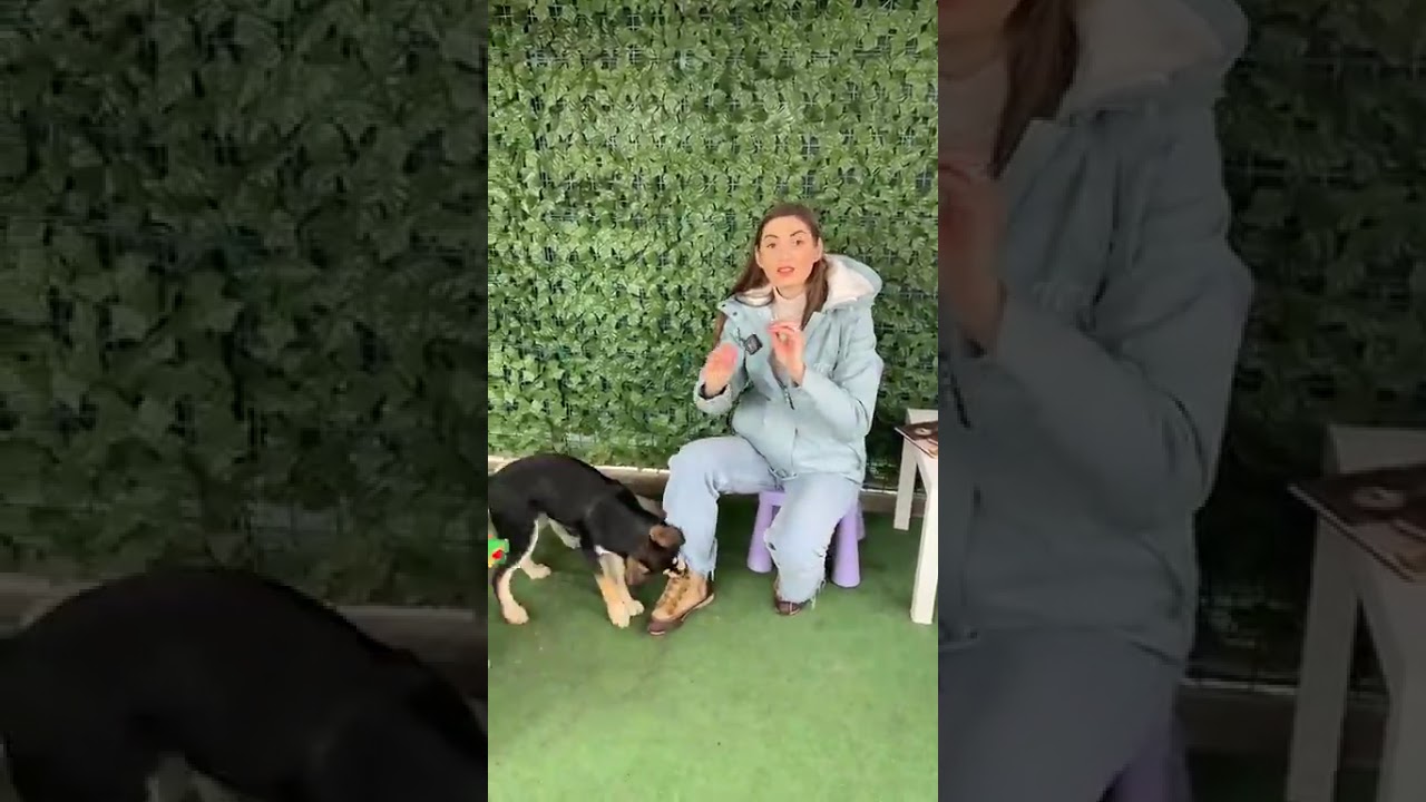 #shorts Aflați tot ce trebuie să știți despre programul „Foster” pentru adopție al ASPA!