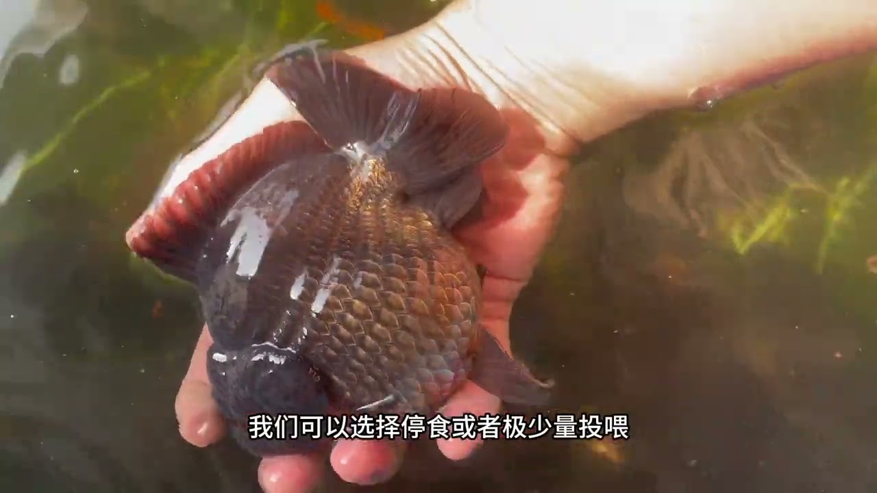 低水温如何正确饲养金鱼#兰寿 #新手养鱼 #金鱼 #养鱼小知识