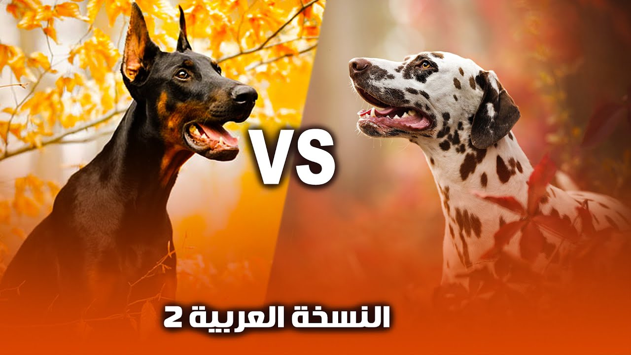 اشتري ده ولا ده 🤔 كلب الدوبر مان ولا  كلب الدلميشن + مفاجأه اخر الحلقة