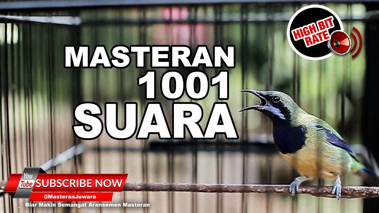 #1🔴Suara Masteran Paling Mewah 2023❗️Cucak Cungkok Gacor Full Isian Tajam