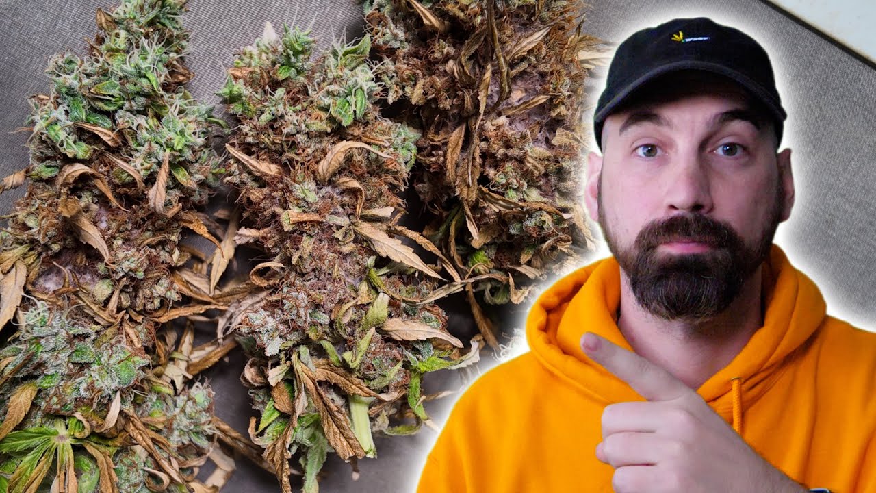 7 Proven Tips for Preventing Bud Rot Indoors!