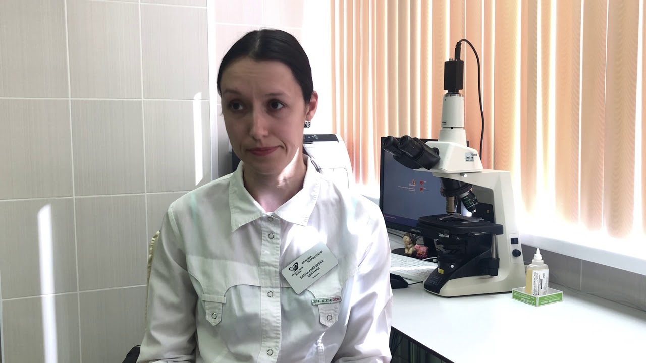 Оценка качества эмбрионов