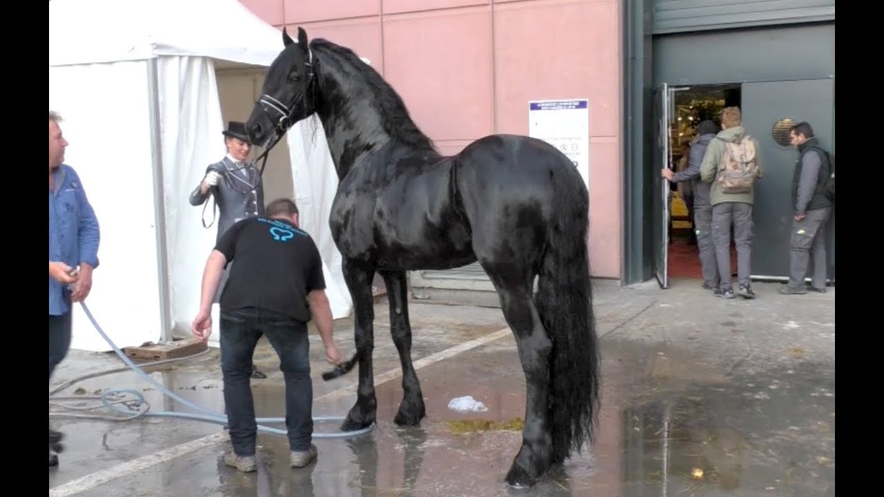 Salon du cheval de Paris 2015 - Quelques instants avec TIDE entier frison ster