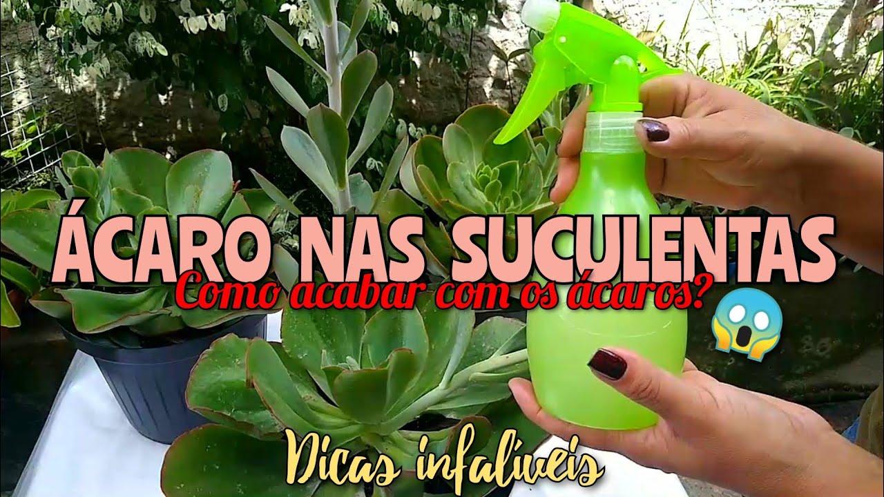 VEJA! 😱 COMO ACABAR COM OS ÁCAROS NAS SUCULENTAS?? 😱| DICAS INFALÍVEIS 😱/ Paraíso da Suculenta