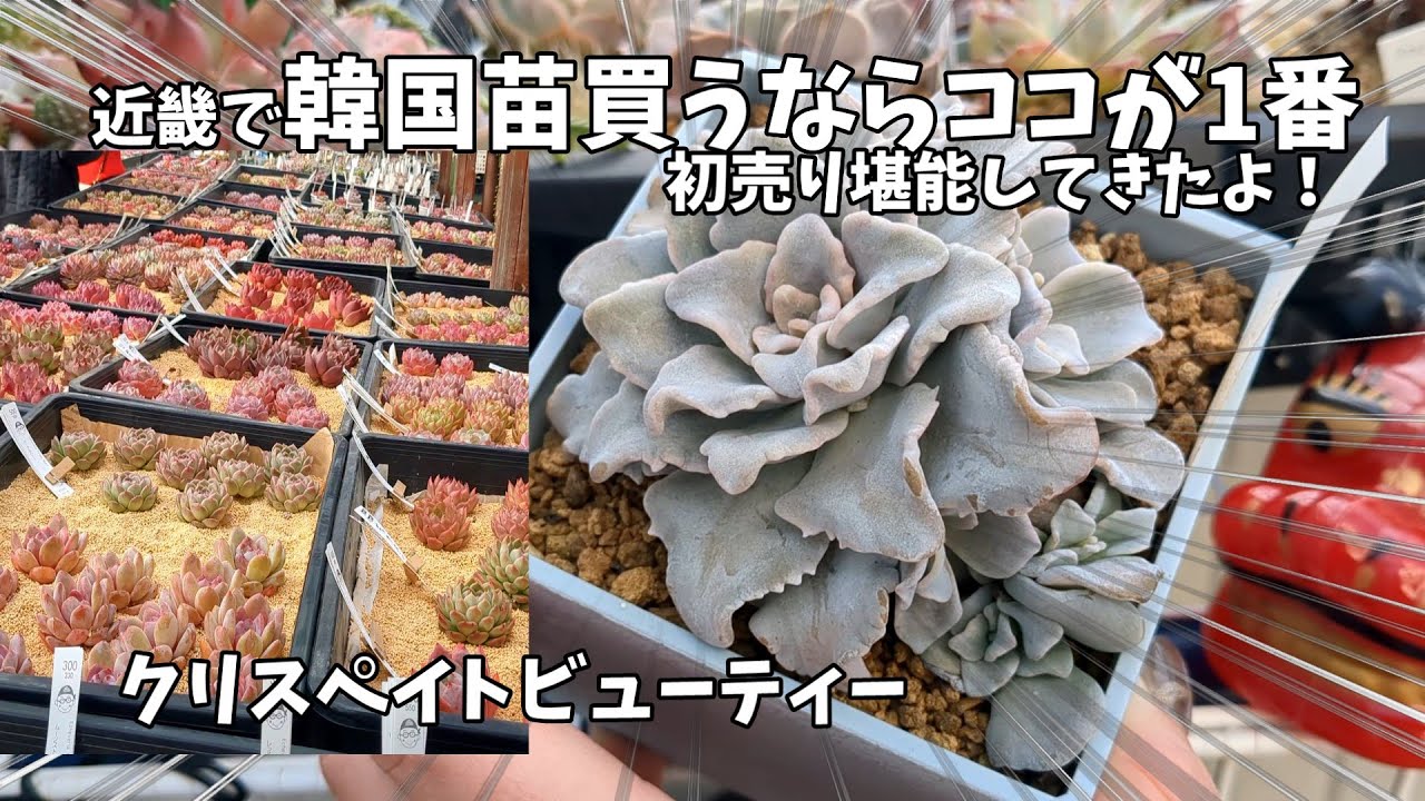 【初売り福袋】多肉福袋を今回も素敵な園芸店で購入しました！【にじいろクックママ】