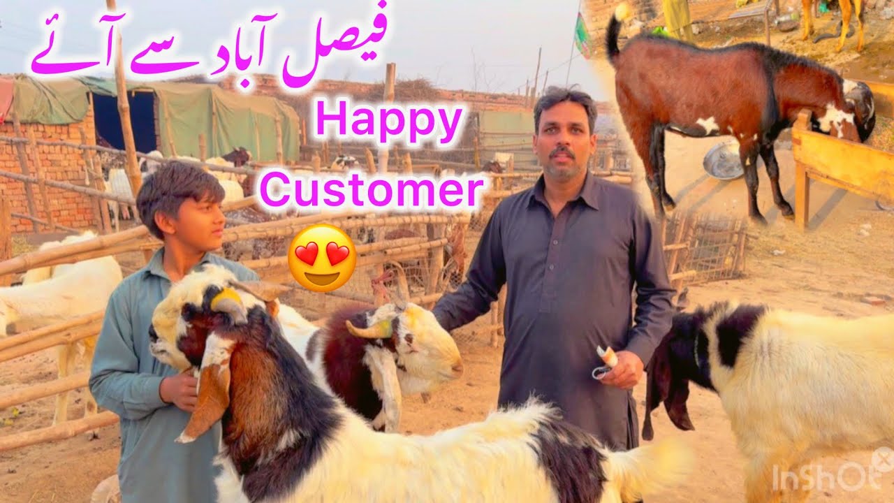 Faisalabad Customer Visit | Barkat Farm se 2 Big Size Bakray Sold 🐐