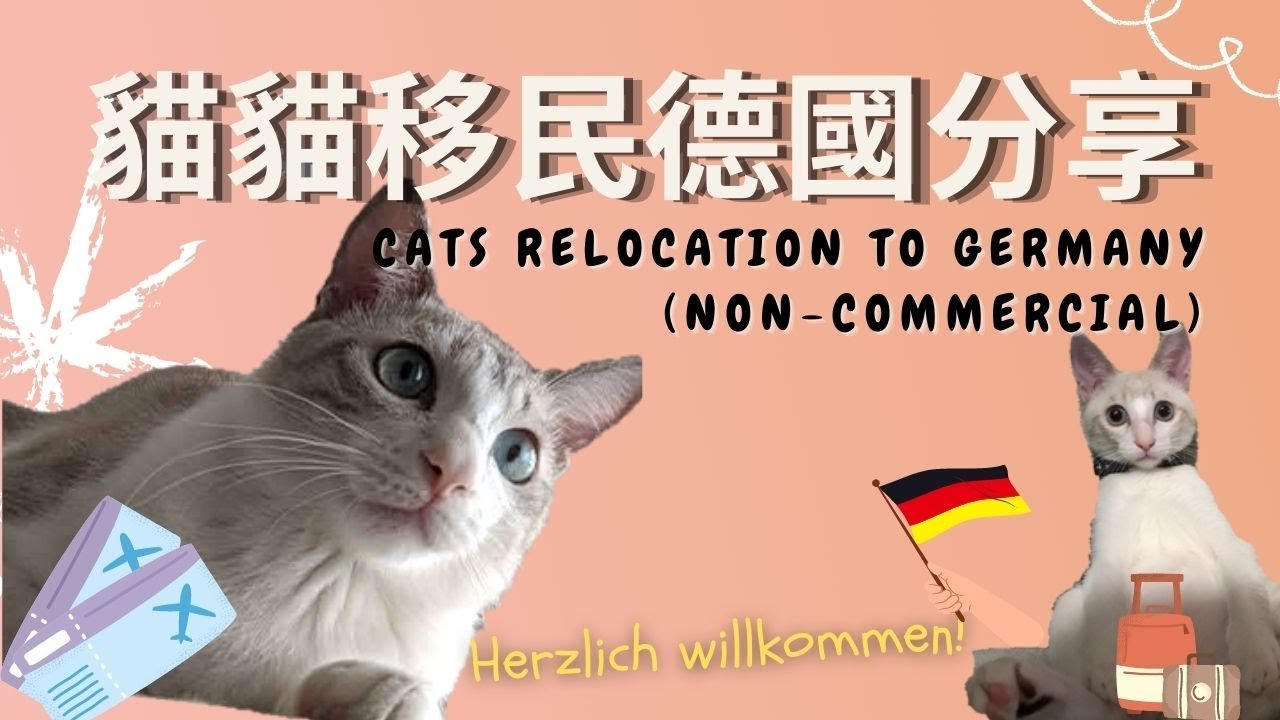 【貓貓移民德國攻略】主人必須留意的8個要點🐈 Cats relocation to Germany | 支持領養不棄養 (ENG/CN SUB中英字幕)