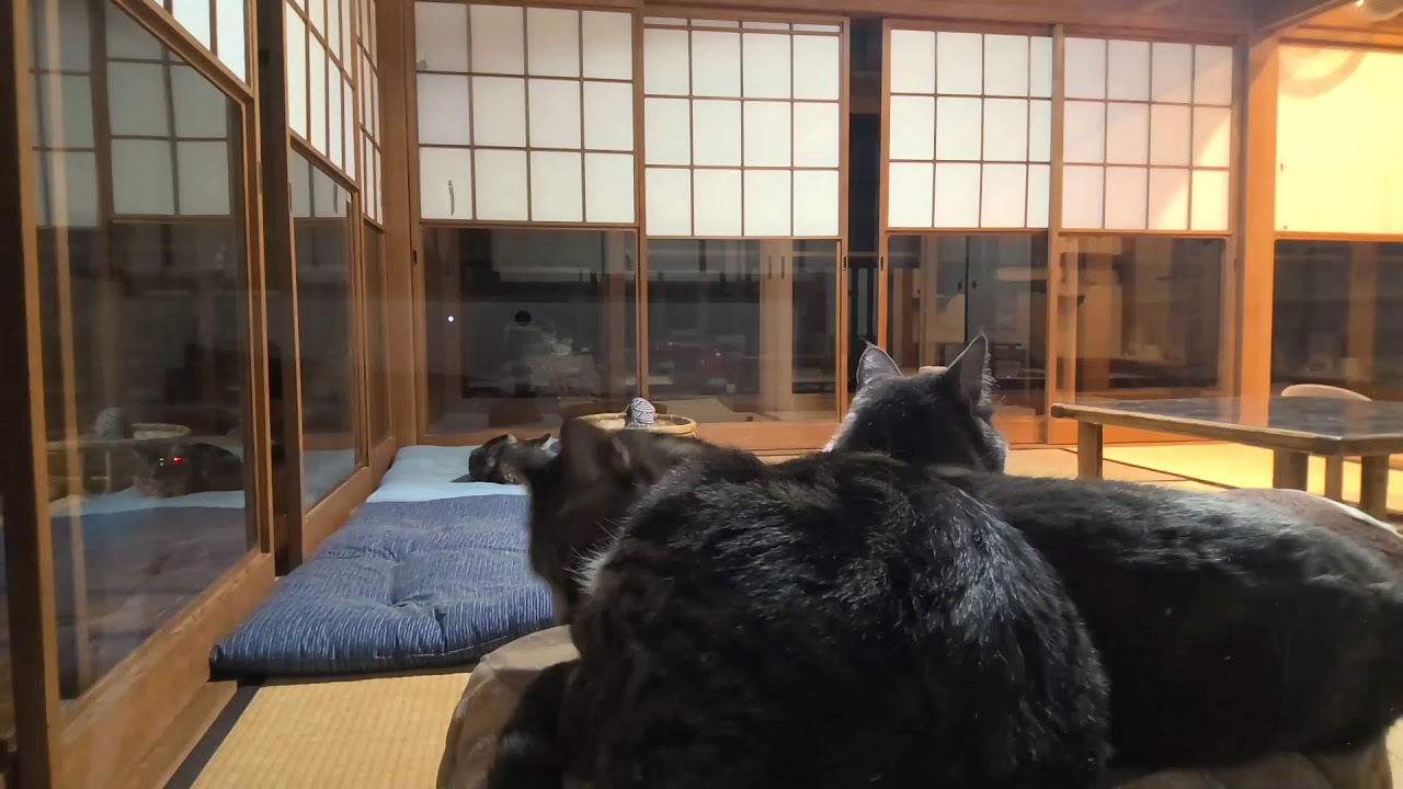 垂れ流し配信‗昼‗20260308