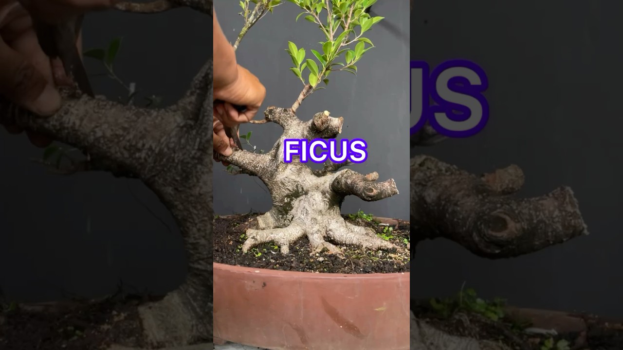 STURDY FICUS BONSAI TREE