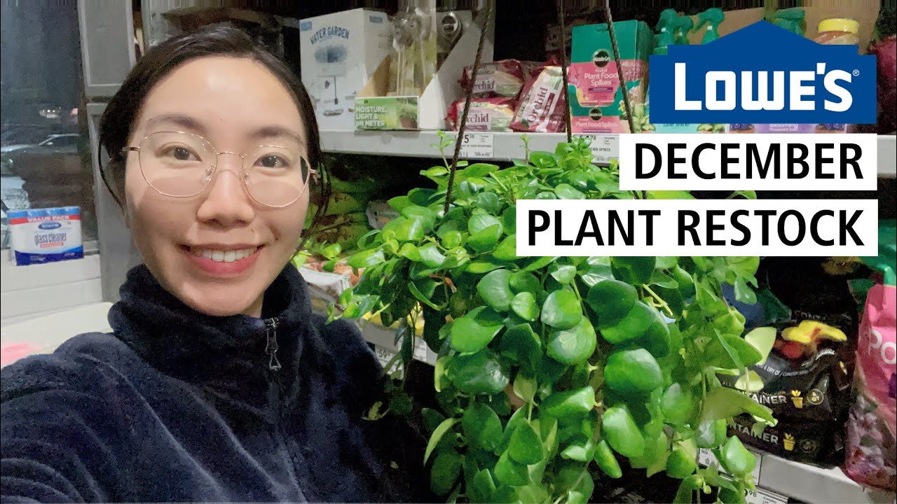 Lowe's December Restock: Pink Passion Lipstick Plants, Hoyas & Other Hanging Baskets
