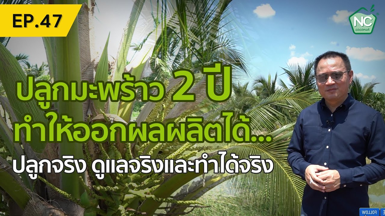 ปลูกมะพร้าว 2 ปี ทำให้ออกผลผลิตได้จริง NC coconut Farm EP.47