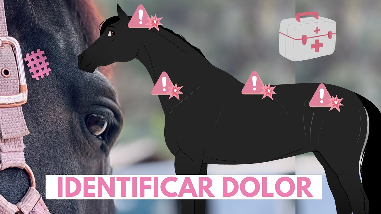 ¿Tu Caballo Tiene Dolor? 🐴💥 Identifica puntos de incomodidad Dorso,Cuello,Nuca y Pelvis con mi Fisio