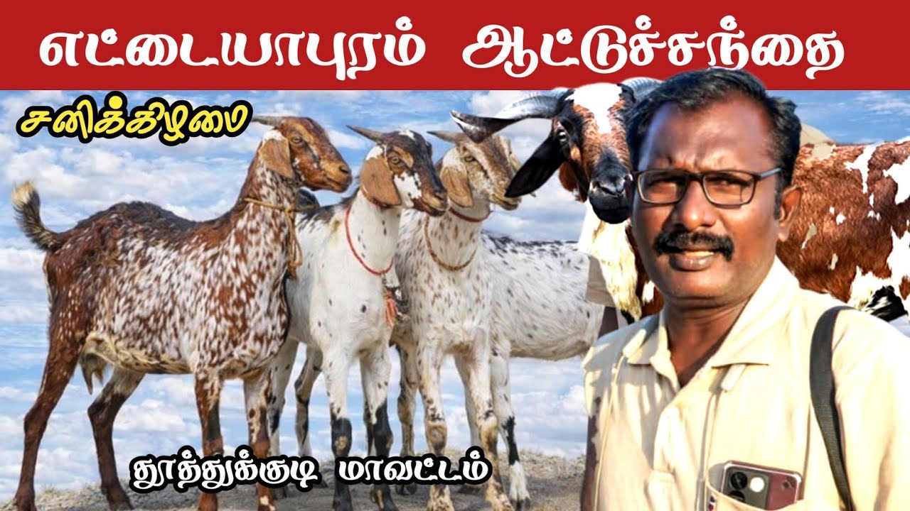 10-01-2026/ எட்டையாபுரம் சனிக்கிழமை ஆட்டு சந்தை தூத்துக்குடி மாவட்டம் 
