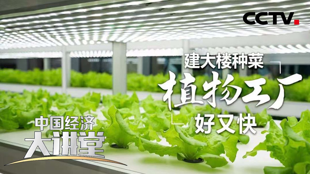 植物工厂靠什么神奇科技模拟自然环境？种出的作物有何特别之处？如何让植物实现倍速生长的？「中国经济大讲堂」 20221009 | CCTV财经